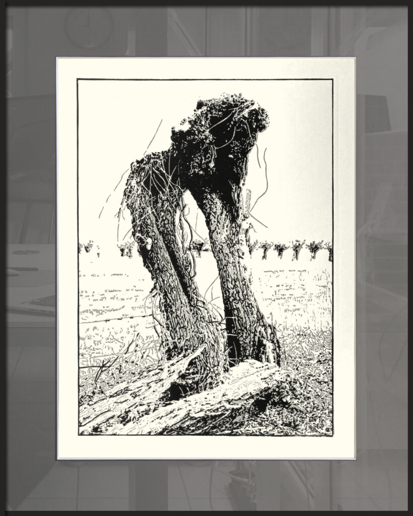 Ruine einer Kopfweide – Februar 2025