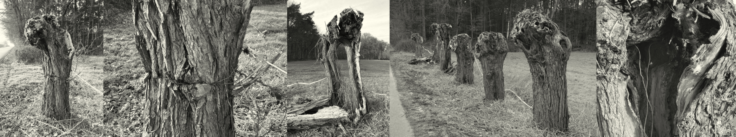 morituri te salutant