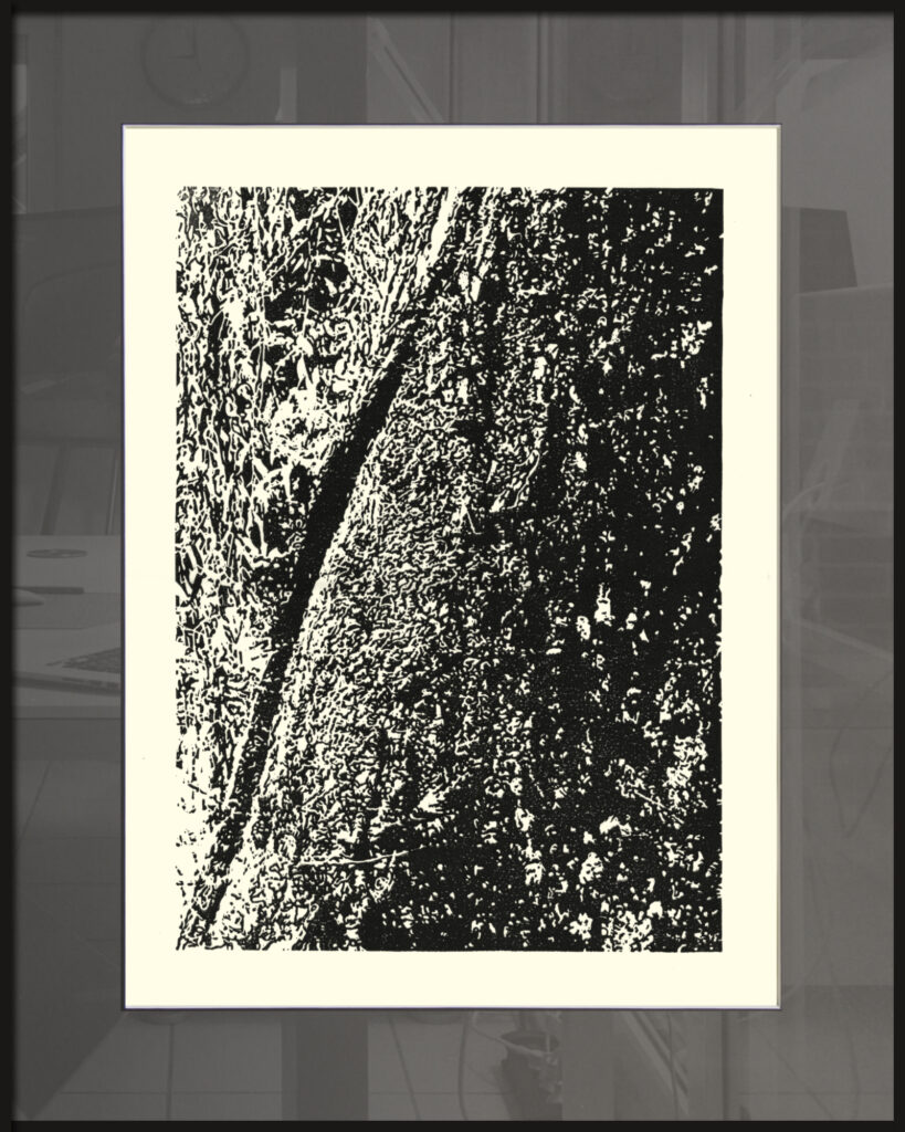 Trauerweide an der Hessel in Sassenberg, 2025